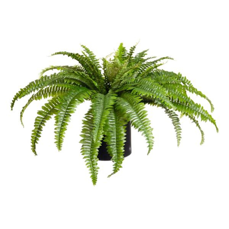 Green Fern in Plastic Pot, 40″