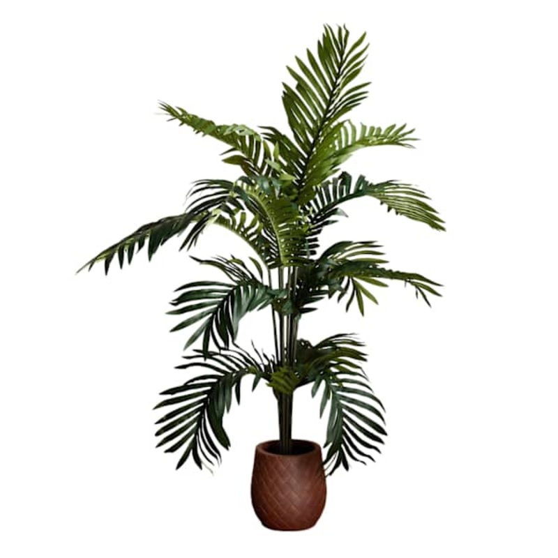 Paradise Palm in Plastic Pot, 5′