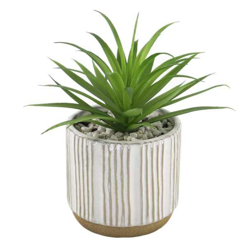 Succulent with White Ceramic Planter, 7.5″