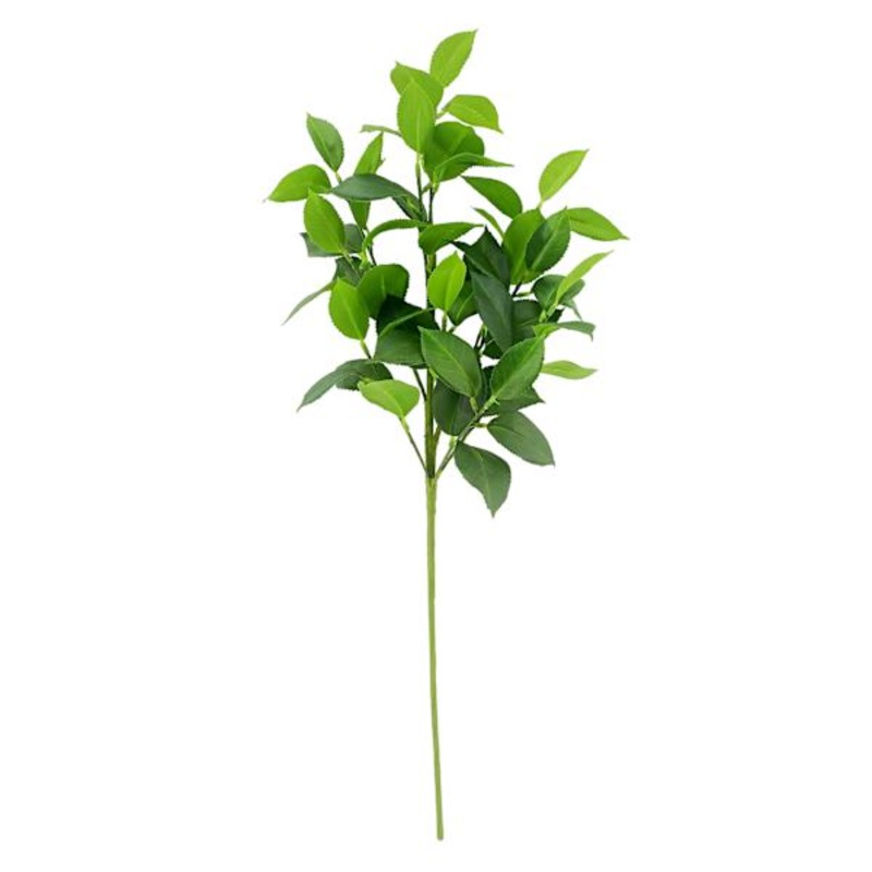 Willow Crossley Ruscus Leaf Stem, 24″