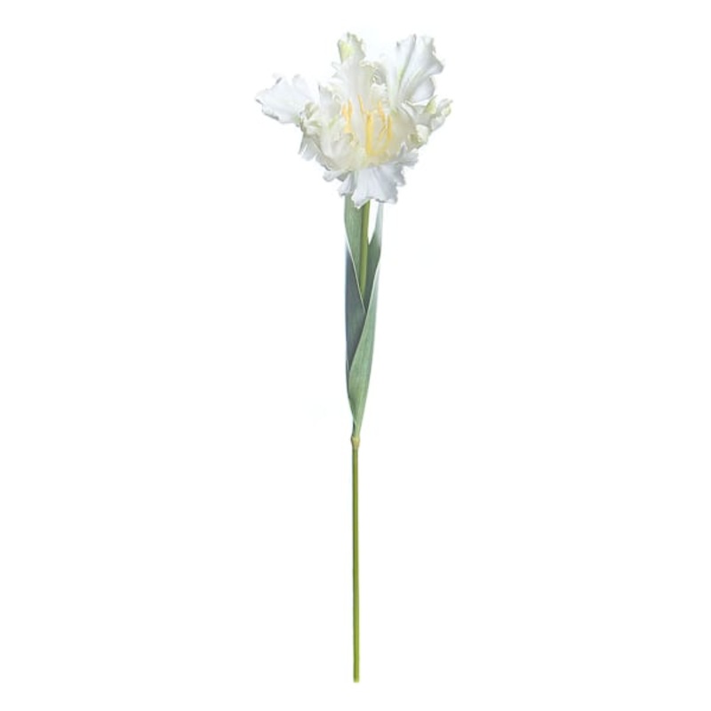 Willow Crossley White Parrot Tulip Stem, 25″