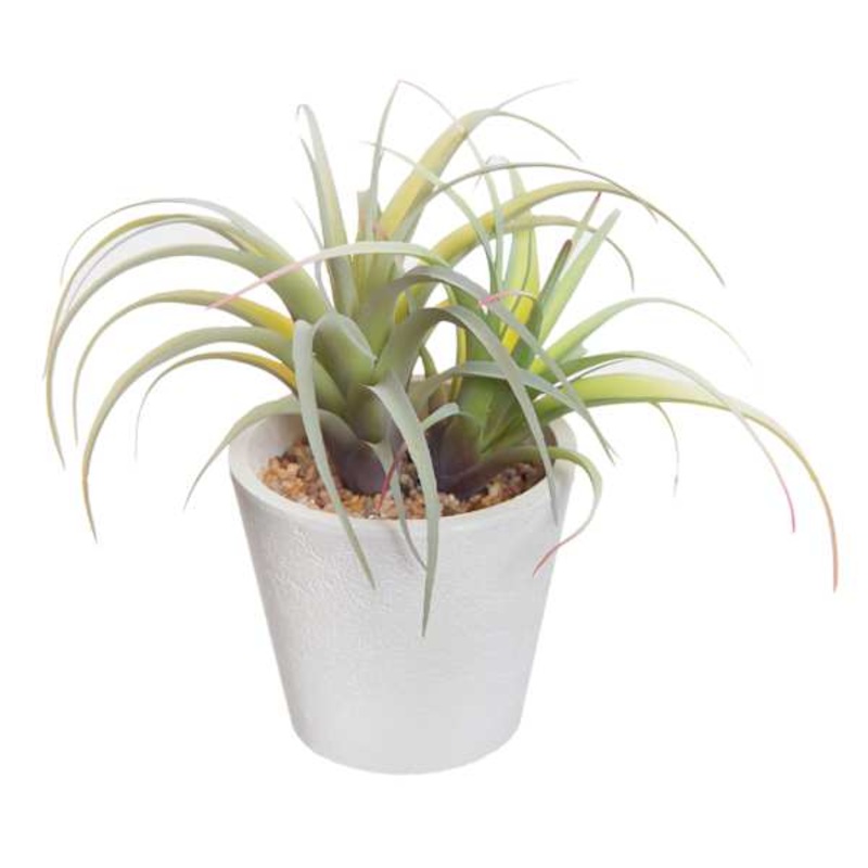 Air Plant with White Planter, 6″
