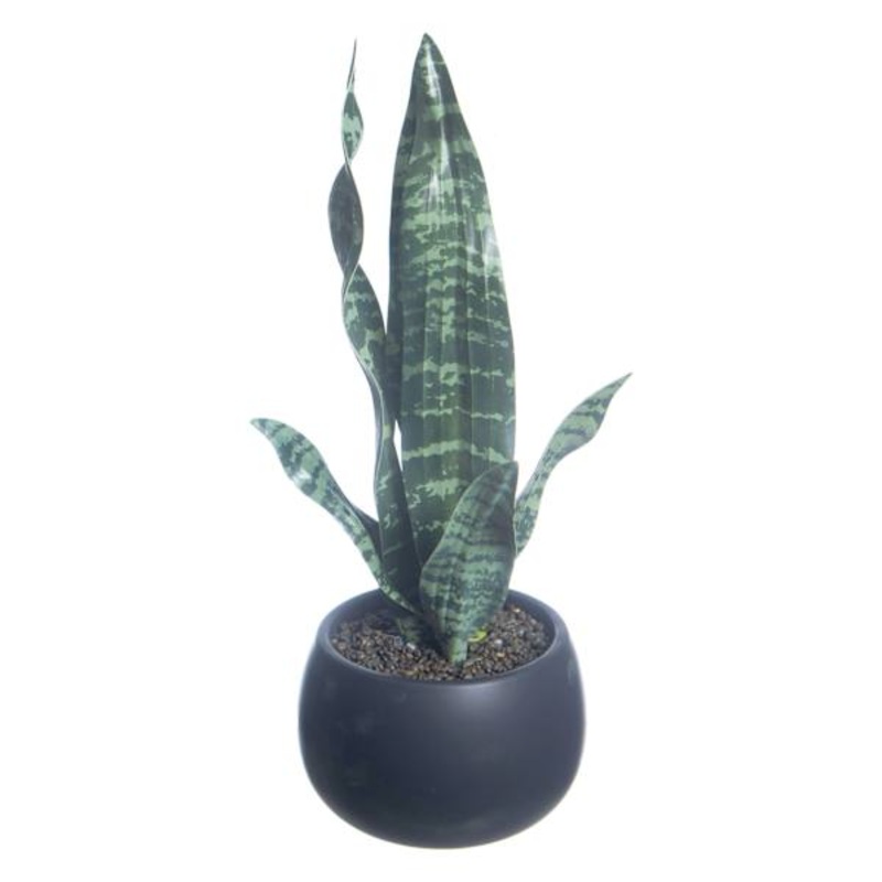 Crosby St. Sansevieria in Black Pot, 17″