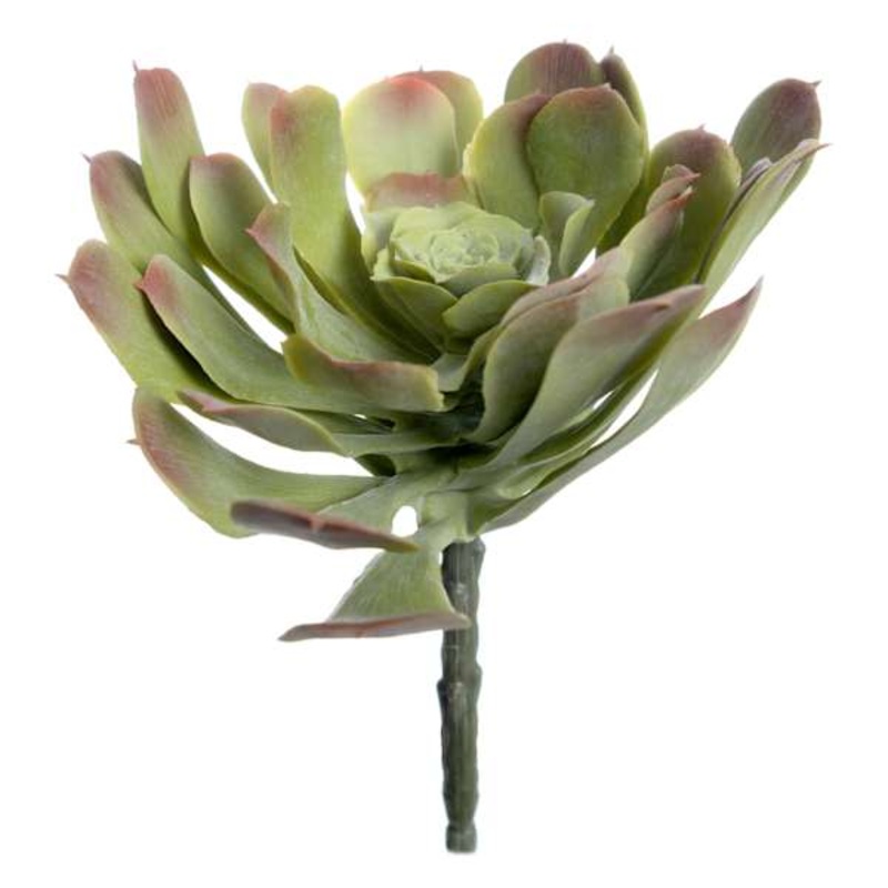 Green Echeveria Stem, 7″