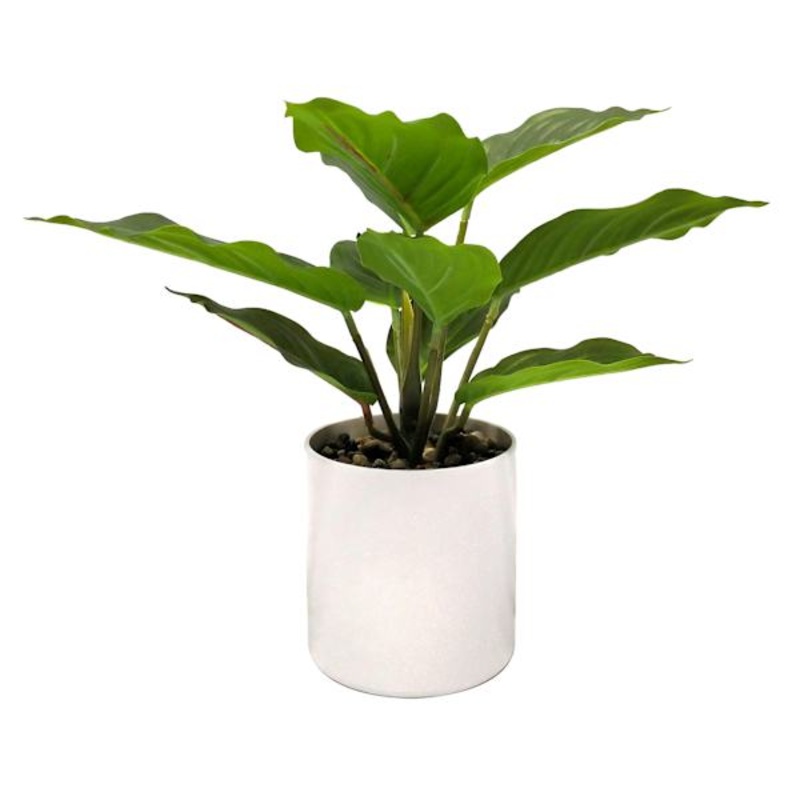 Ivy Plant with White Planter, 9.5″