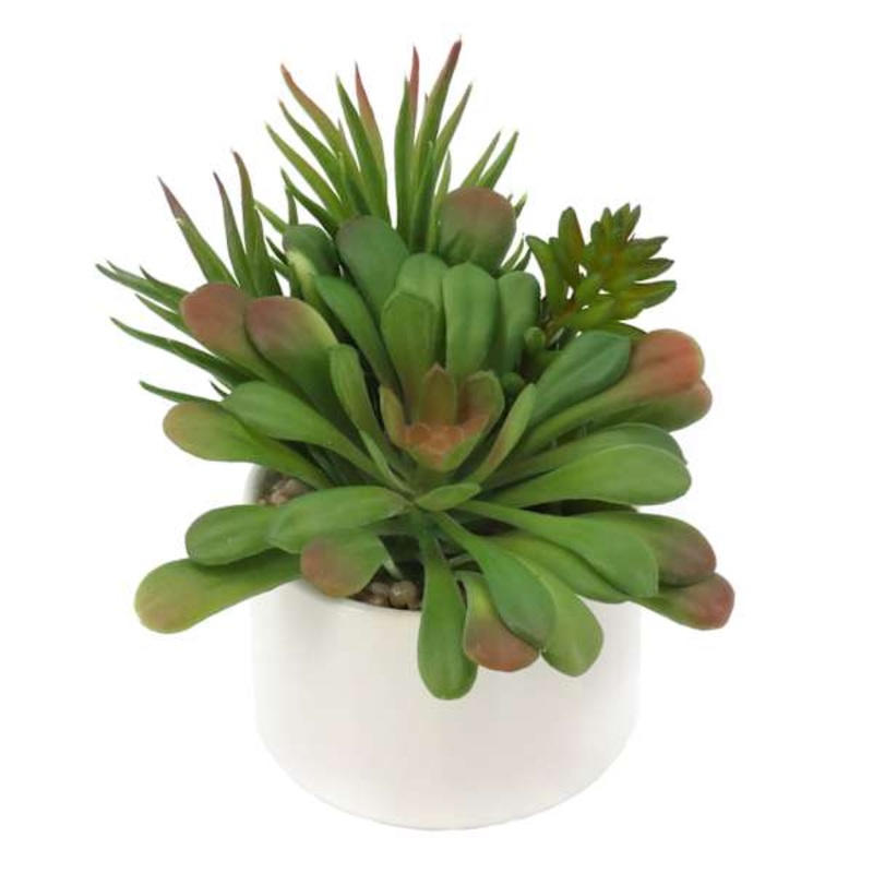 Mixed Succulent in White Pot, 5.5″