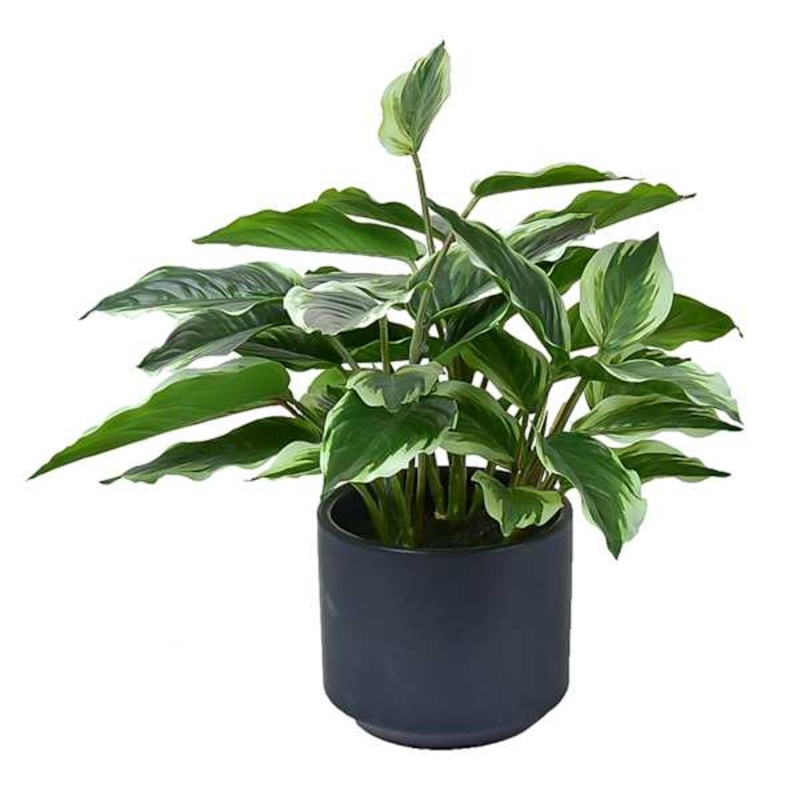 Potted Hosta Plant, 14.5″