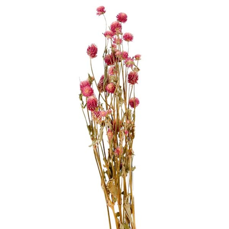 Willow Crossley Pink Globe Amaranth Bunch, 24″