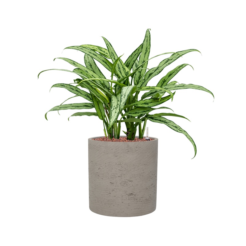 Aglaonema ‘Cutlass’ in Rough Office Plant With Pot 59cm Height 23cm Dia