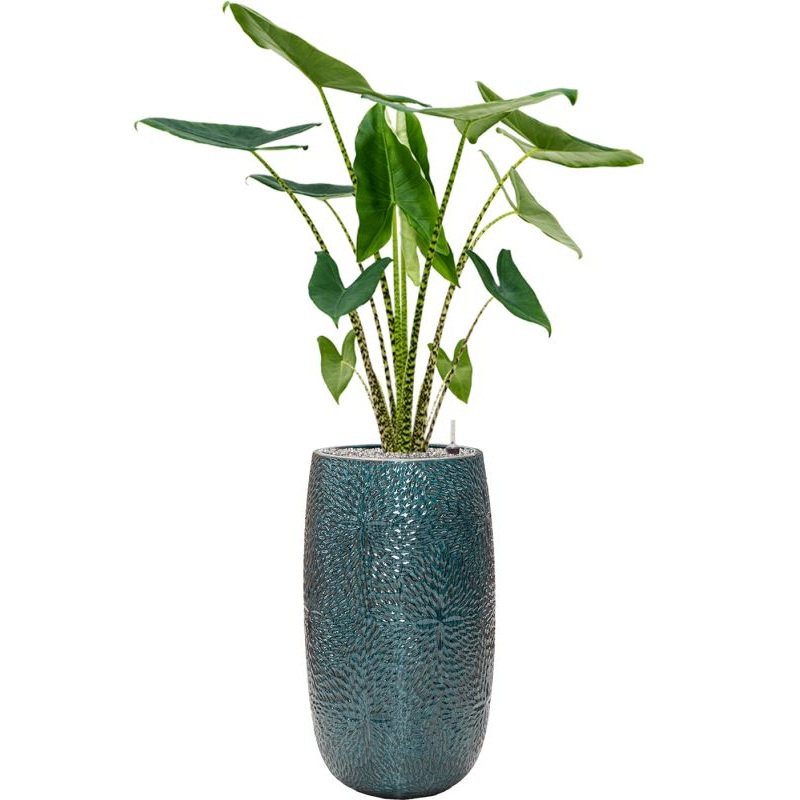 Alocasia zebrina in Marly Office Plant With Pot 148cm Height 27.5cm Dia