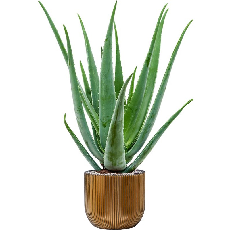 Aloe vera barbadensis in Capi Nature Groove Office Plant With Pot 79cm Height 21.5cm Dia