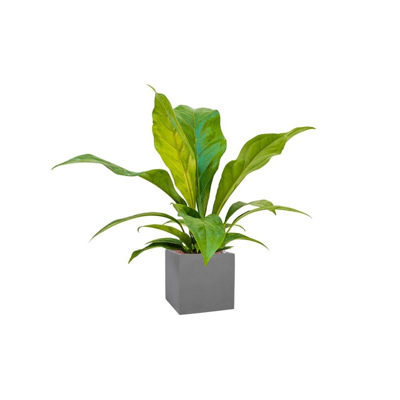 Anthurium ellipticum ‘Jungle bush’ in Natural Office Plant With Pot 70cm Height 18.5cm Dia