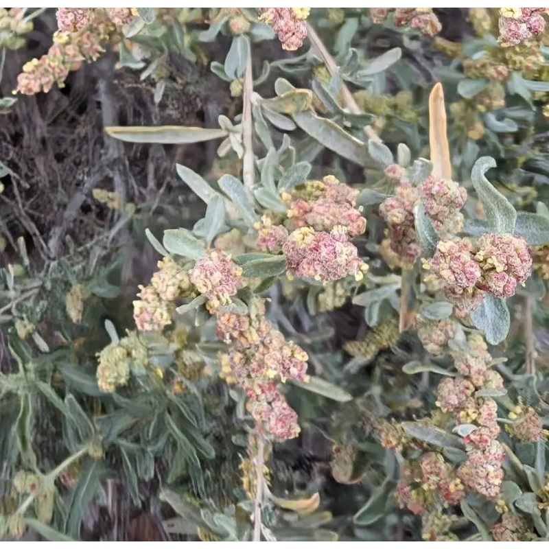 Atriplex Canescens Seeds for Planting – NON GMO Seeds 100