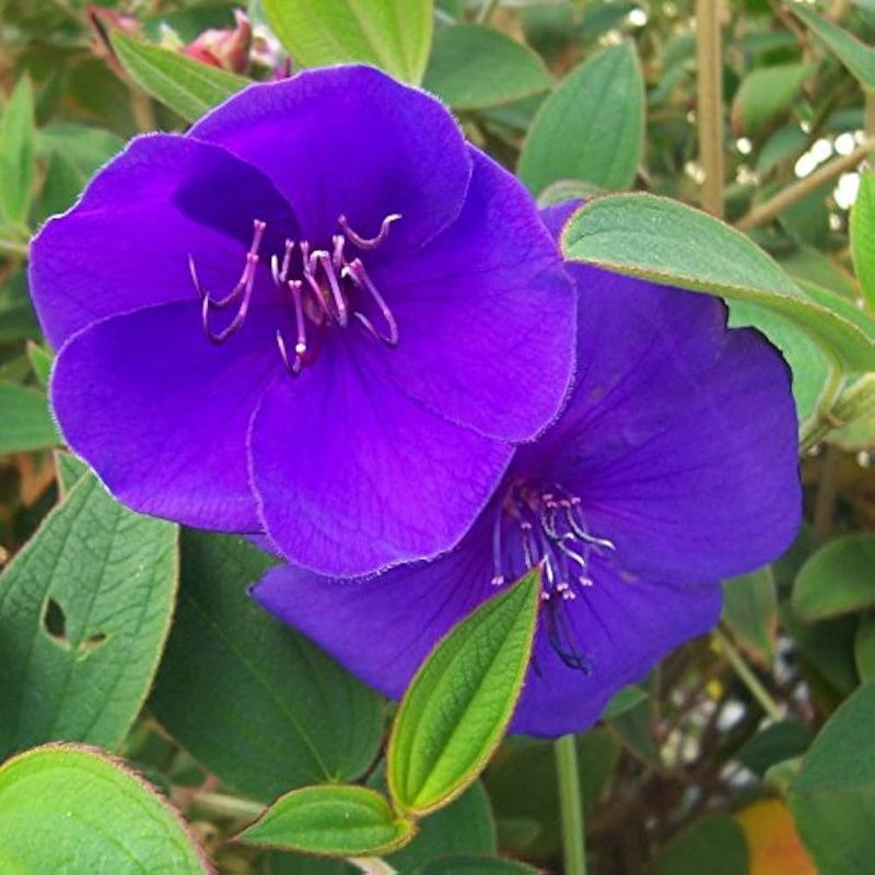 Blue Mandevilla Sanderi Flower Seeds for Planting – Heirloom Seeds for Home Garden 100
