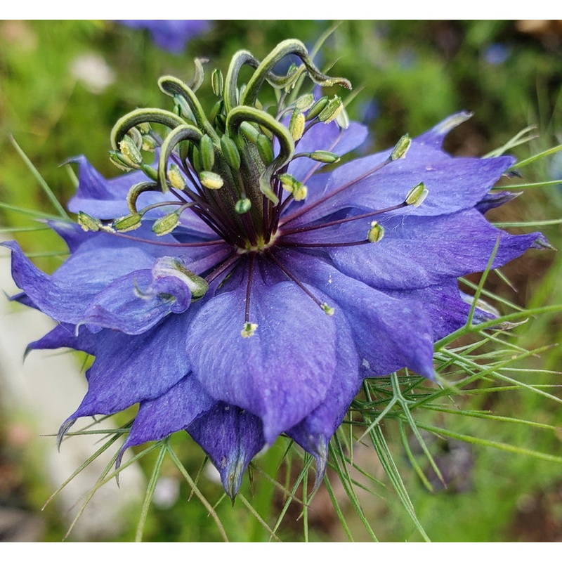 Heirloom Nigella Hispanica Flower Seeds, Non-GMO Unique Black Cumin Blooms for Garden Planting 100