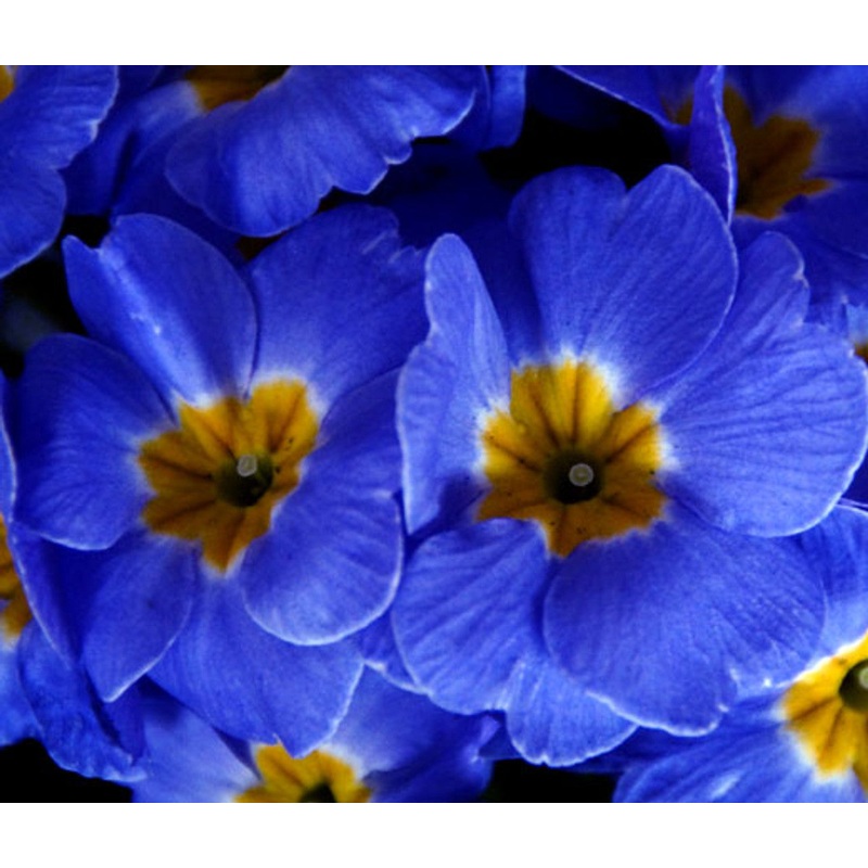 Heirloom Non-GMO Blue Evening Primrose Flower Seeds for Planting  Fragrant Garden Blooms 100