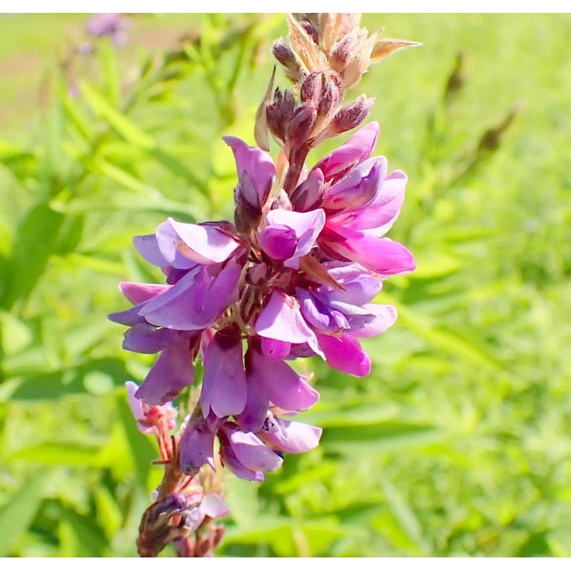 Heirloom Non-GMO Showy Tick Trefoil Flower Seeds for Planting  Vibrant Wildflower Blooming Seeds 100