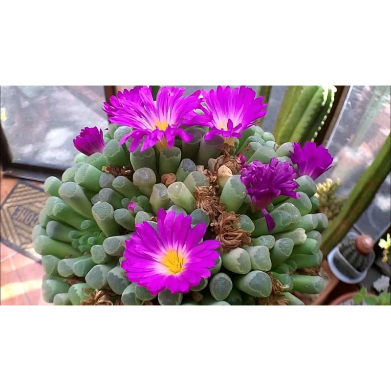 Heirloom Non-GMO Succulent Flower Seeds for Planting  Drought-Tolerant Decorative Indoor Blooms 100