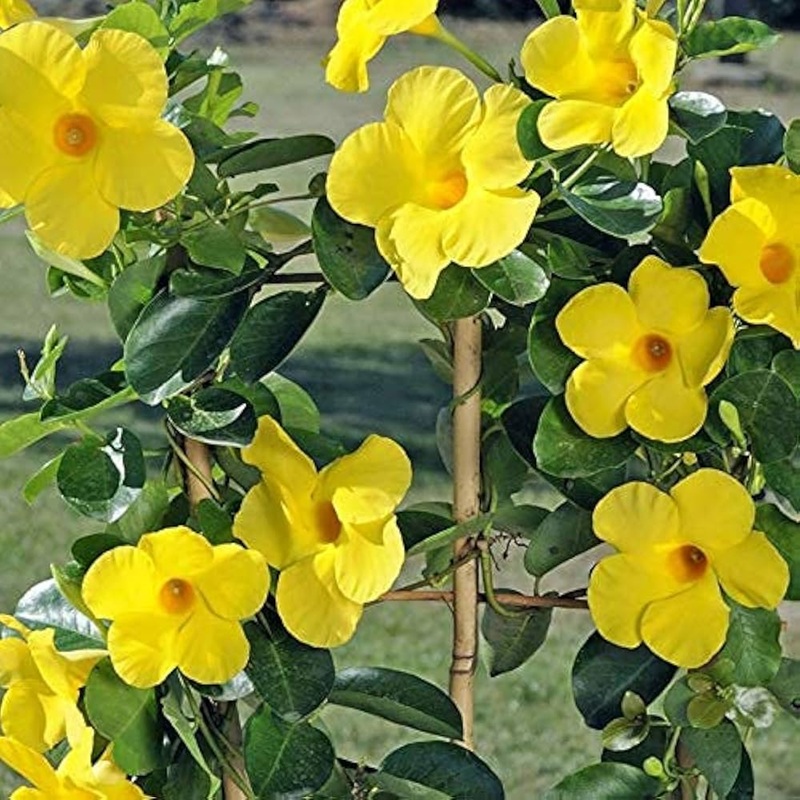 Heirloom Yellow Mandevilla Sanderi Flower Seeds for Planting – GMO Frees, Ideal for Home Garden 100