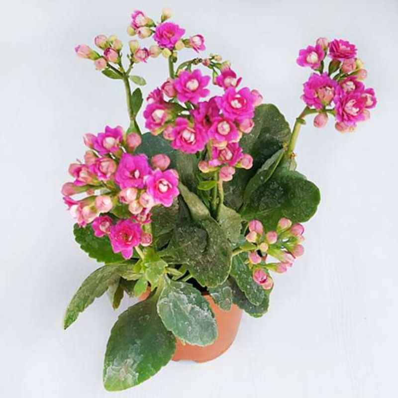 Kalanchoe (Pink) – Plant