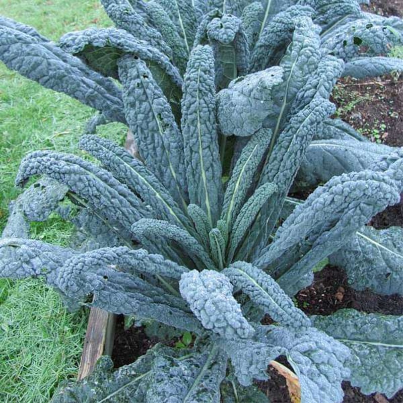 Kale Cavolo Nero – Vegetable Seeds