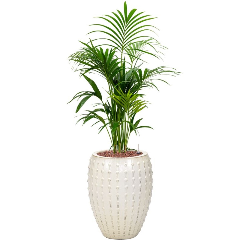 Kentia (Howea) forsteriana in Laos Office Plant With Pot 145cm Height 29cm Dia