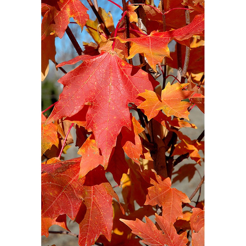 Maple-Flashfire 2″B