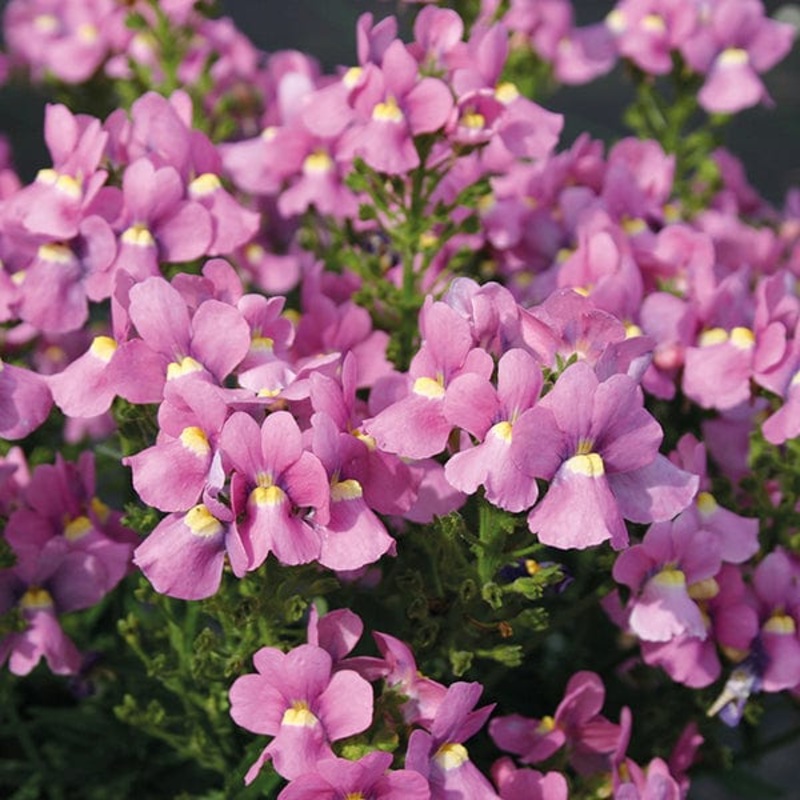 Nemesia Flower Seeds for Planting, Pink Poetry Blooms, 100 pcs 100