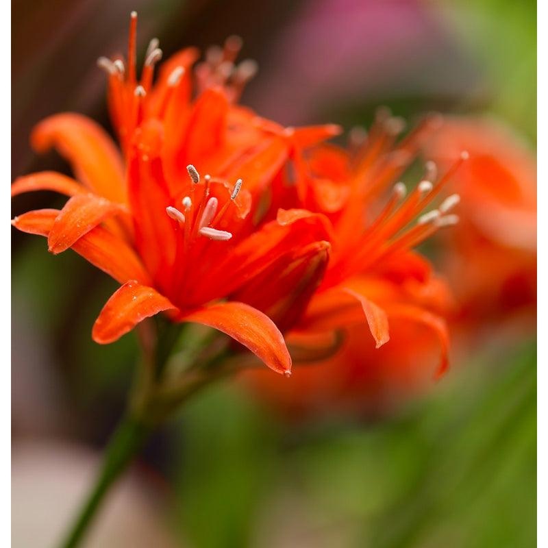 Nerine Sarsiensis Red (Pack of 2)