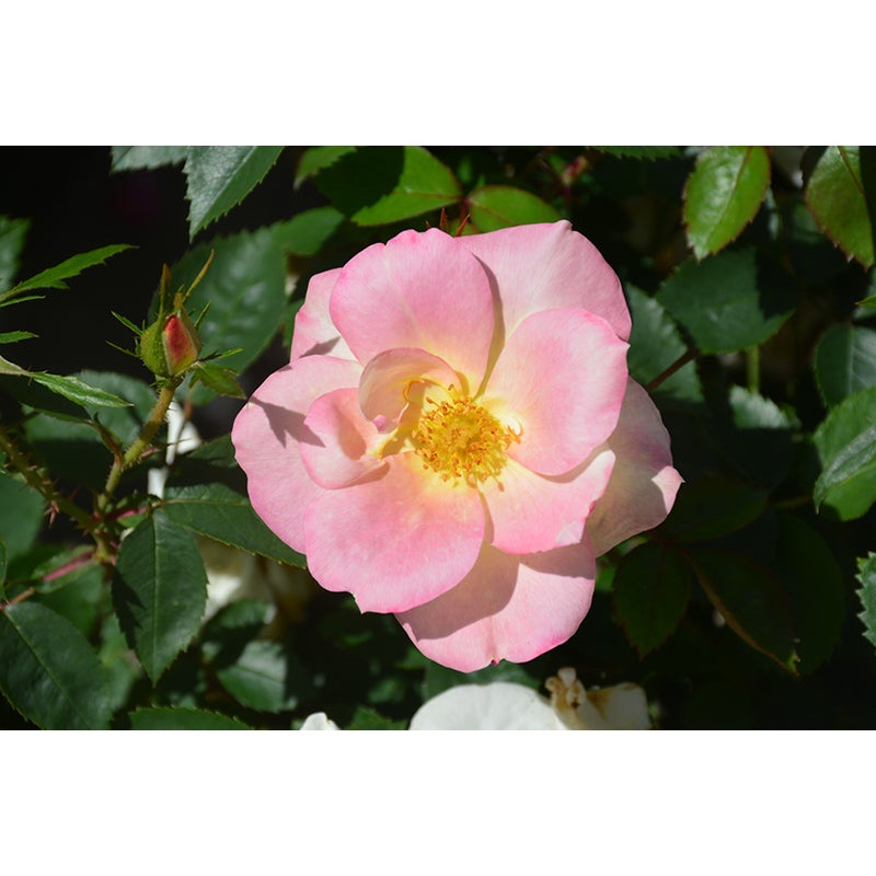 Rose-Peach Lemonade 3CP