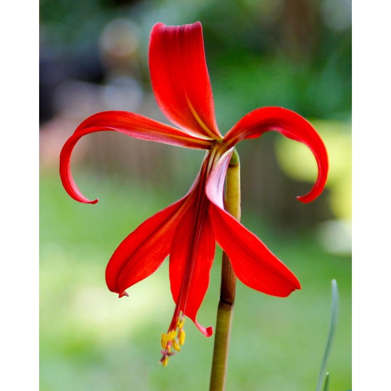 Sprekelia Flower Seeds for Planting – NON GMO Seeds 100