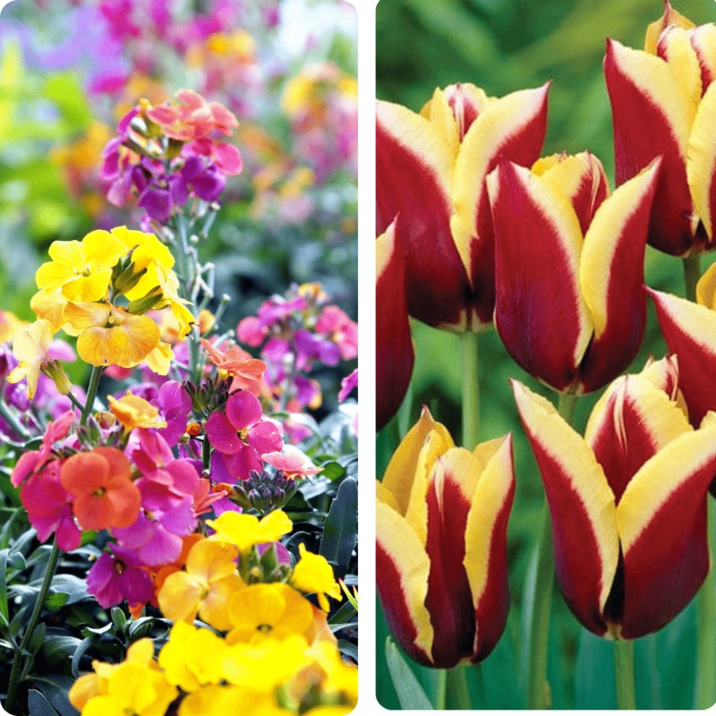 Sunglow Mirage Tulip and Wallflower Collection