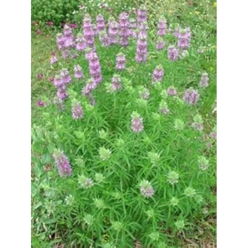 Violet Citriodora Flower Seeds for Planting – NON GMO Seeds 100