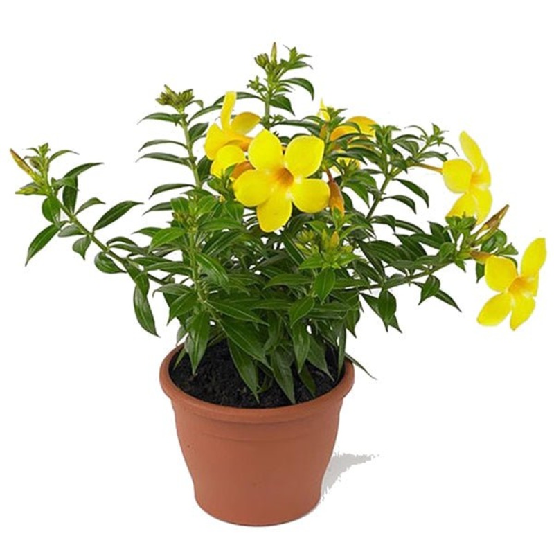 Allamanda Creeper (Yellow) Plant in 6 inch Pot