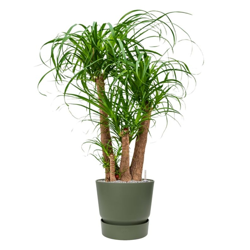 Beaucarnea recurvata in Greenville Office Plant With Pot 133cm Height 39cm Dia