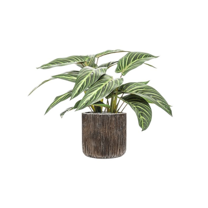 Calathea zebrina in Baq Luxe Lite Universe Waterfall Office Plant With Pot 50cm Height 19cm Dia