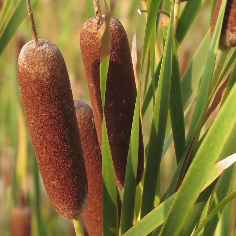 Cattails Seeds for Planting  Organic, Heirloom, Non-GMO Aquatic Flower Seeds 100