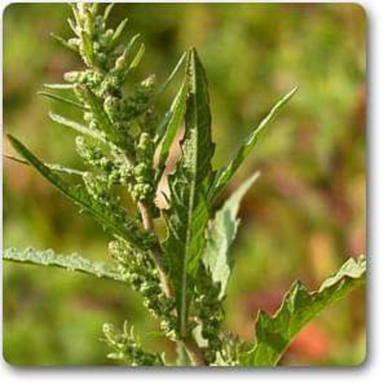 Chenopodium ambrosioides anthelminticum – Plant