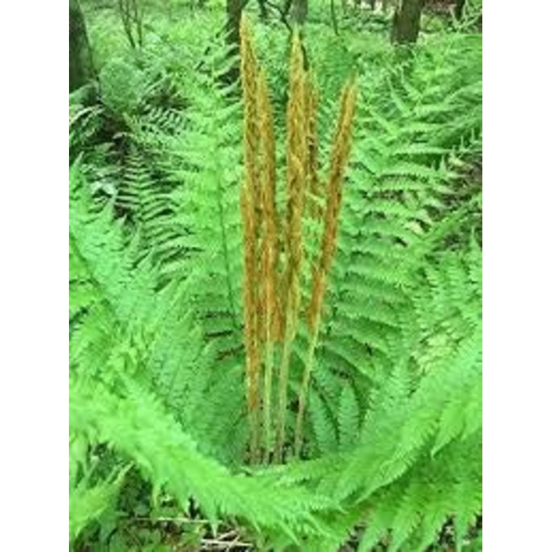 Cinnamon Fern Spores Plant Seeds for Planting heirloom & Non-GMO Seeds 100