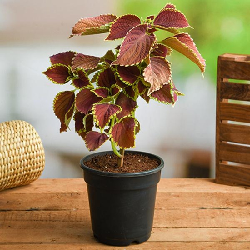 Coleus (Green Maroon) – Plant
