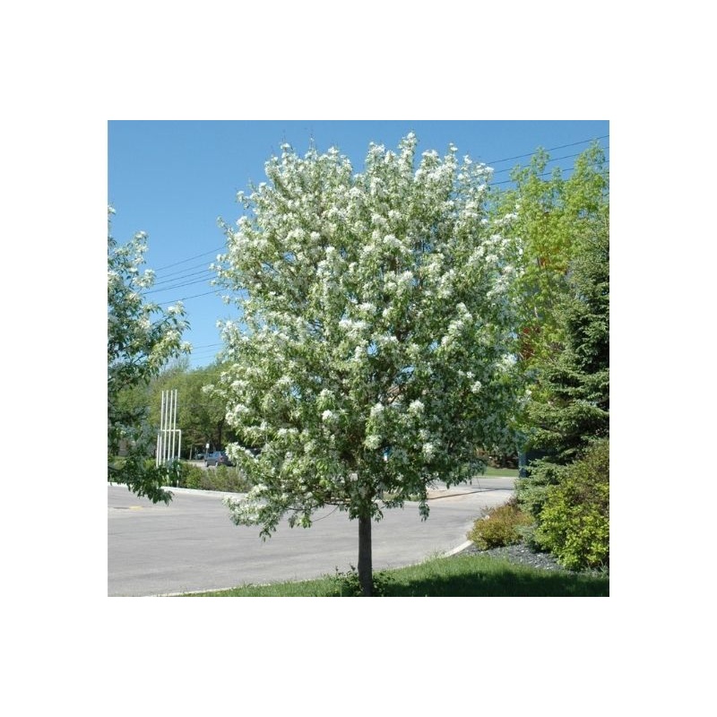 Crab-Spring Snow 2.0″B