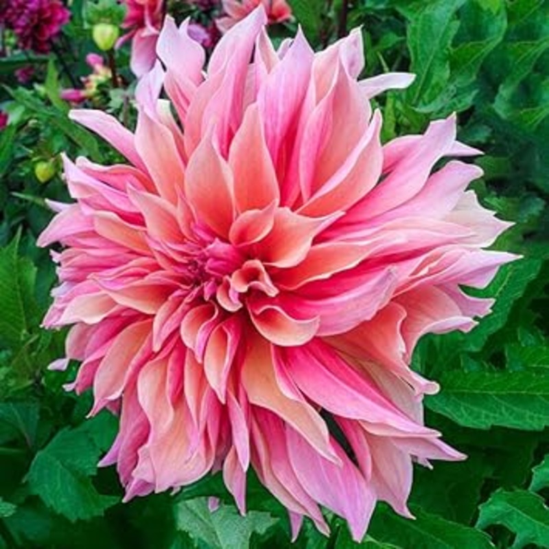 Dahlia Swan Island Seeds  Organic, Heirloom, Non-GMO Flower Seeds for Planting 100