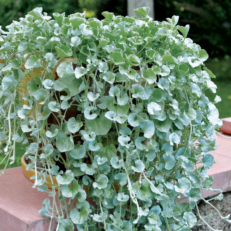 Dichondra Blue Seeds for Planting  Organic, Heirloom, Non-GMO Trailing Plant Seeds 100
