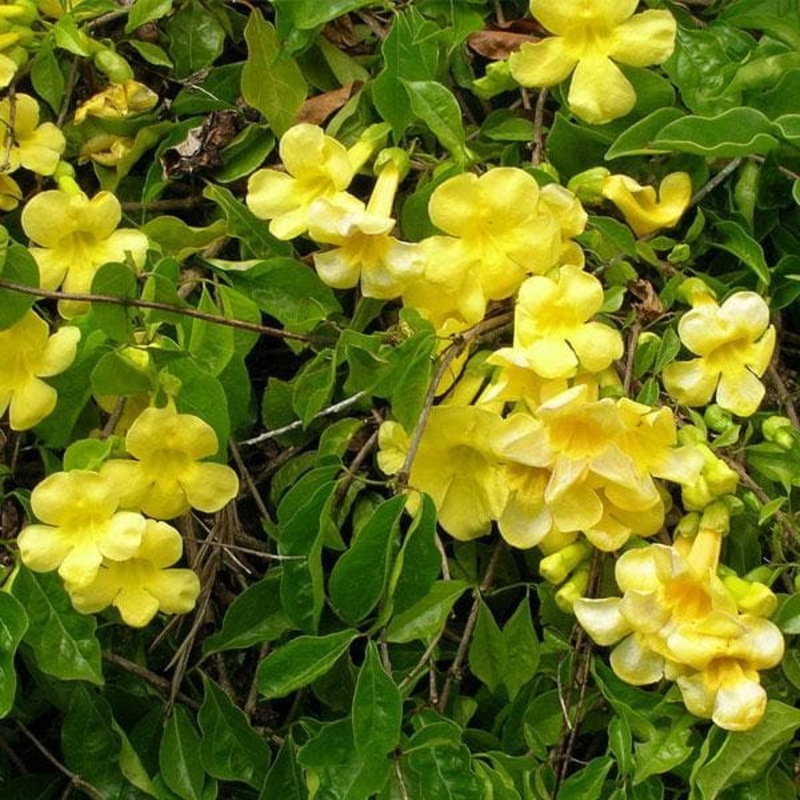 Dolichandra Unguis, Cat’s Claw – Plant