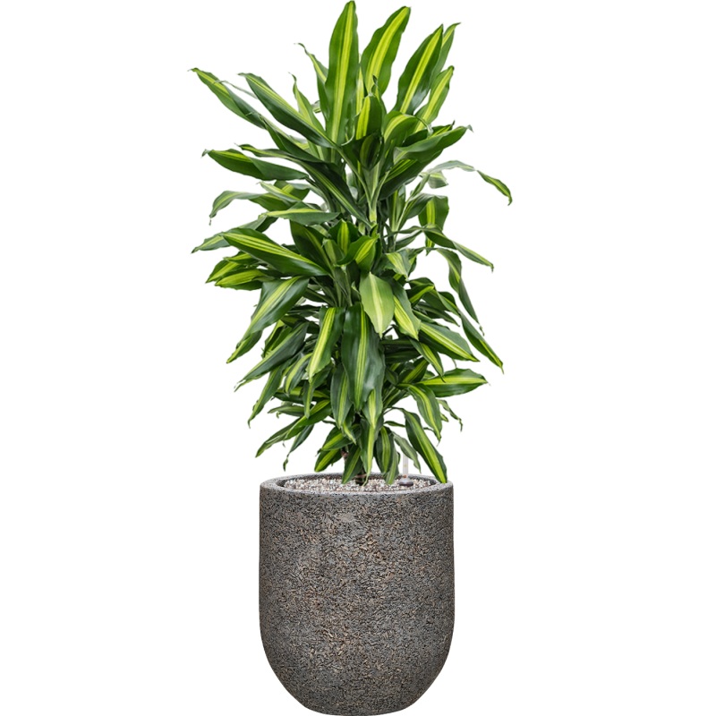 Dracaena fragrans ‘Cintho’ in Baq Naturescast Office Plant With Pot 102cm Height 24cm Dia