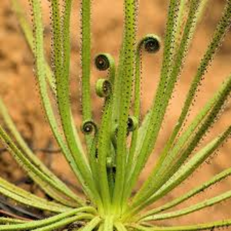 Drosophyllum Lusitanicum Carnivorous Plant Seeds for Planting – Heirloom, NON-GMO 100