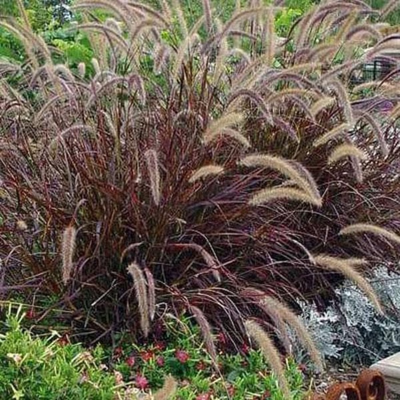 Fountain Grass Red, Pennisetum ruppellii- Plant