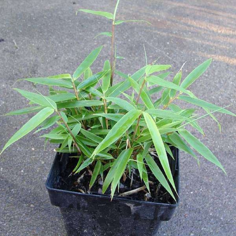Giant cane, Tree of Poorvashadha Nakshatra, Sagittarius or Dhanu Rashi – Plant