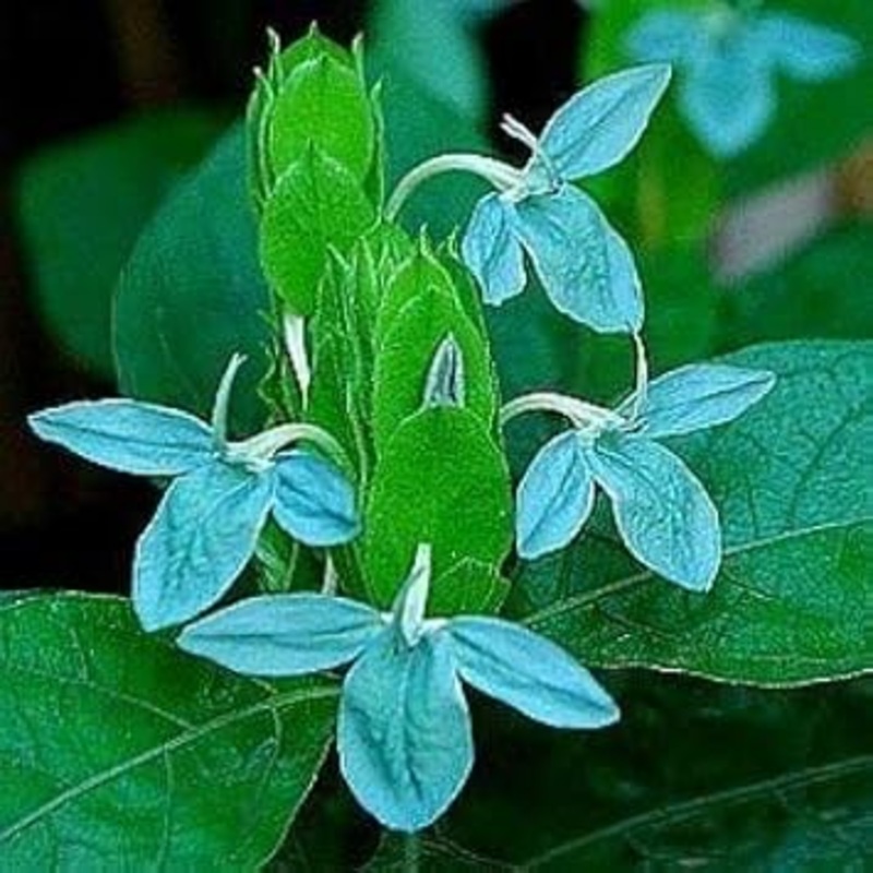 Heirloom Non-GMO Blue Ecbolium Viride Flower Seeds for Garden Landscaping and Home Gardening 100
