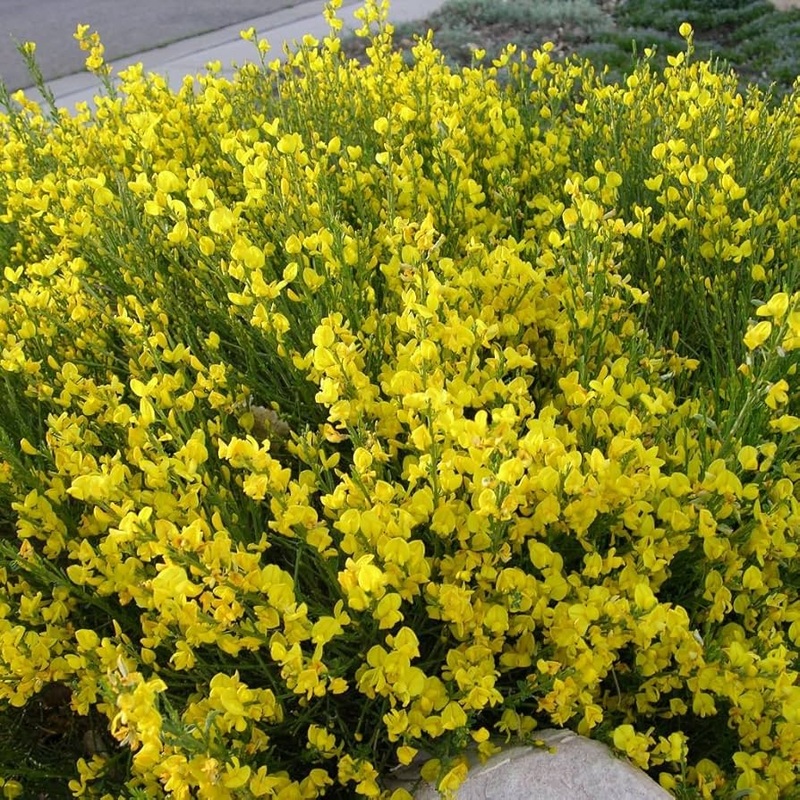 Heirloom Non-GMO Spartium Junceum Flower Seeds | Spanish Broom Shrub Seeds for Drought-Tolerant Landscapes 100